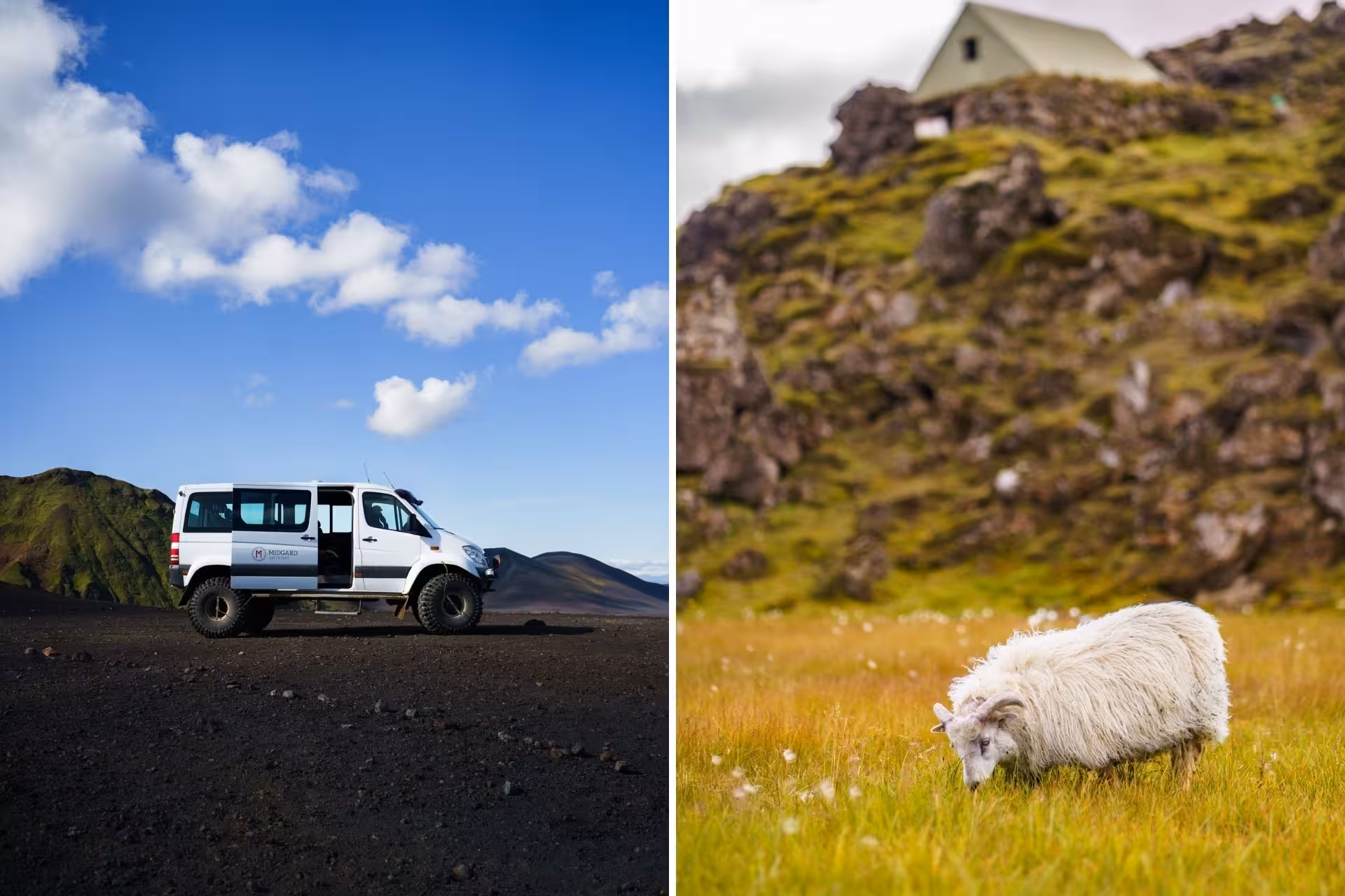 4x4 super jeep on black volcanic terrain and white sheep grazing near mossy rocks in Iceland Highlands