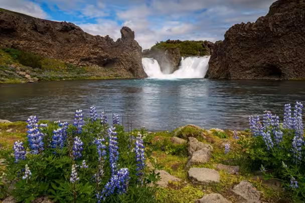 Waterfall cascading into turquoise river with blue lupine wildflowers in Landmannalaugar, Iceland