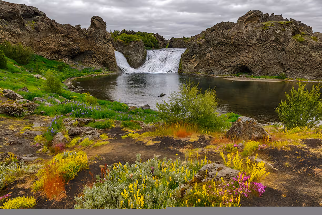 Colorful wildflowers and waterfall at Landmannalaugar lava fields, Iceland