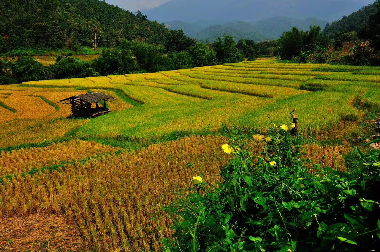 Lush green and golden terraced fields near Lanzhou, perfect for experiencing rural beauty on a private city tour.