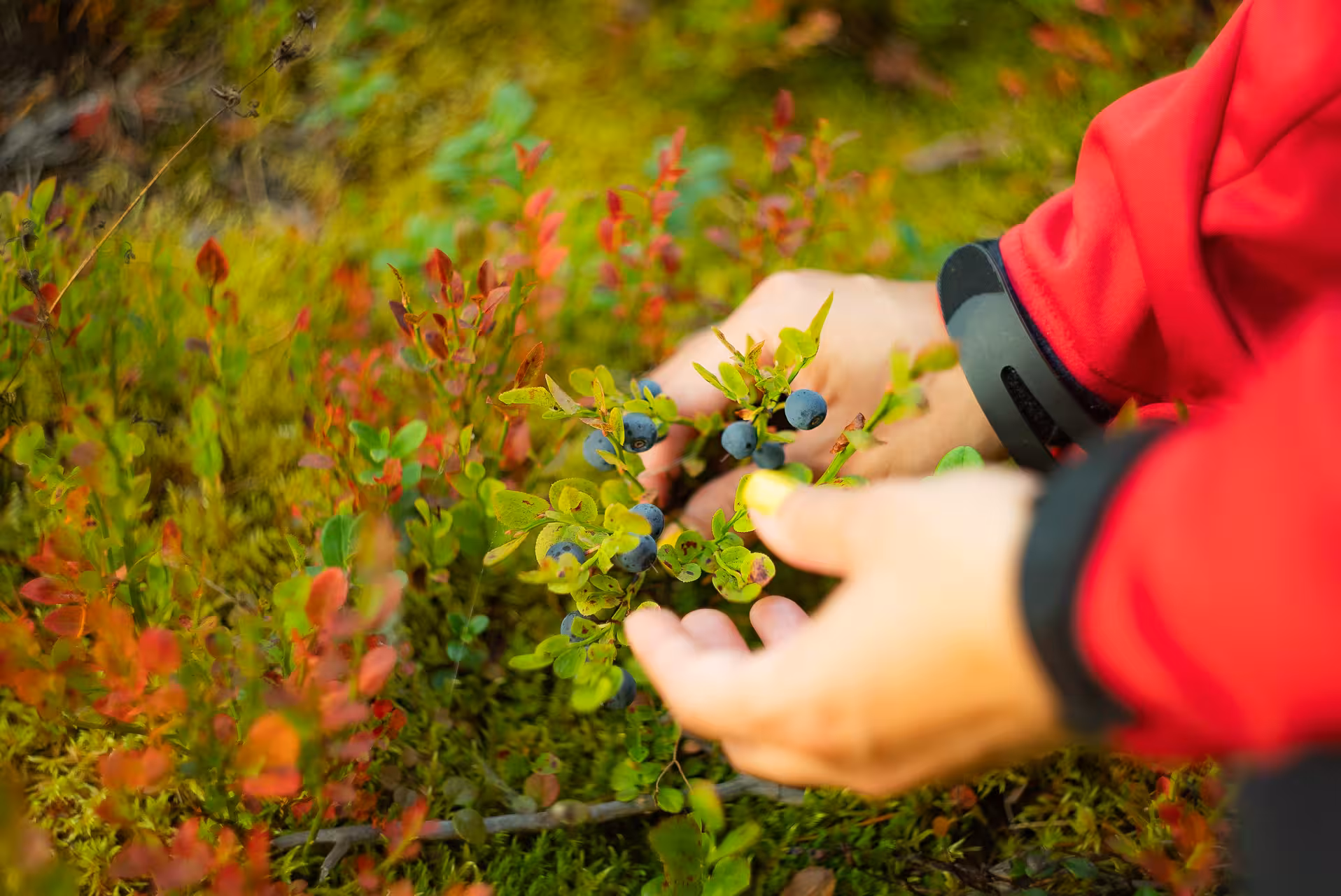 Hands gently picking fresh blueberries from a vibrant bush in a Lapland forest.