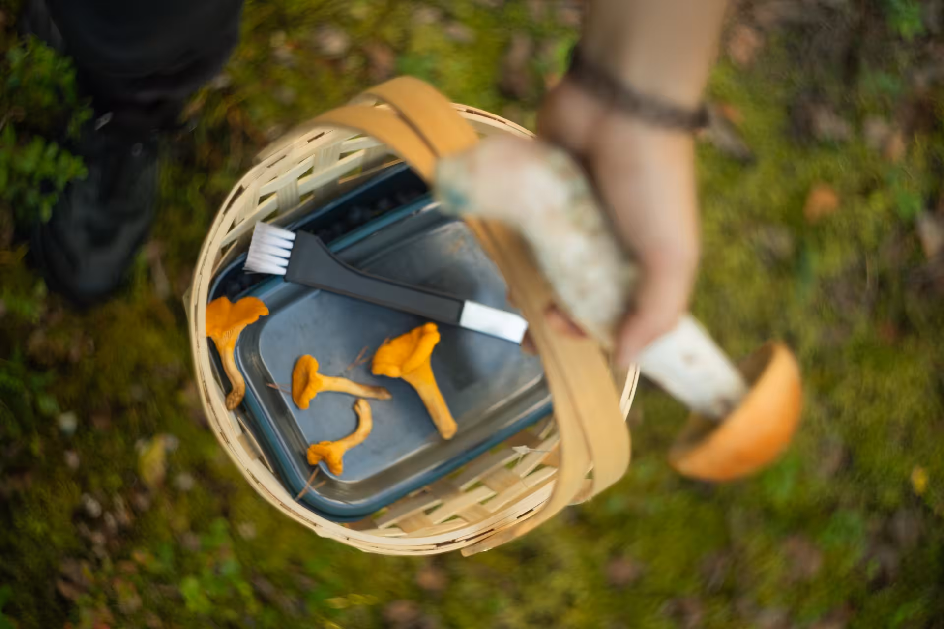 Close-up of a basket with chanterelle mushrooms and a mushroom brush during a Lapland foraging tour.