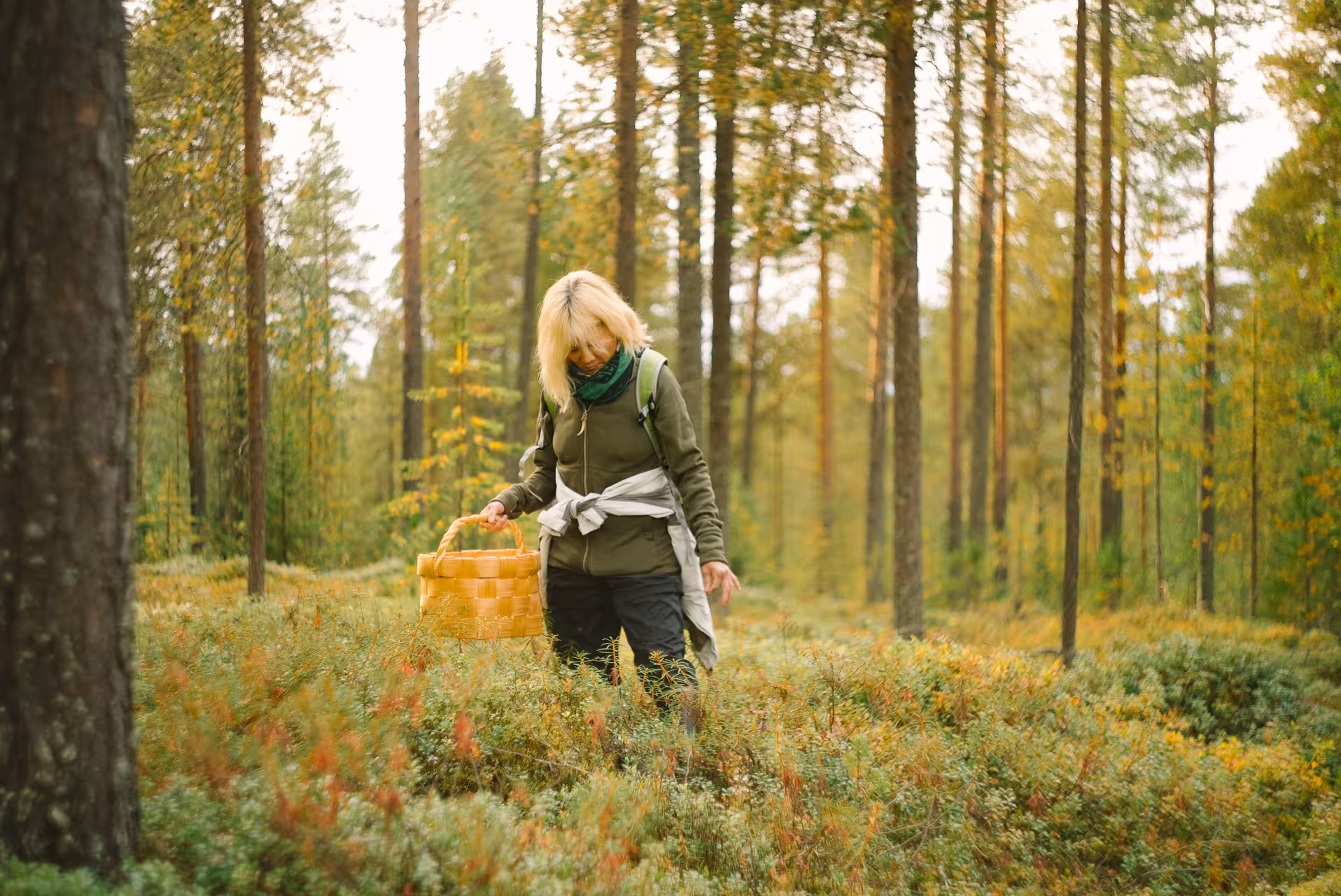 Person exploring a lush Lapland forest with a basket, foraging for wild berries and mushrooms.