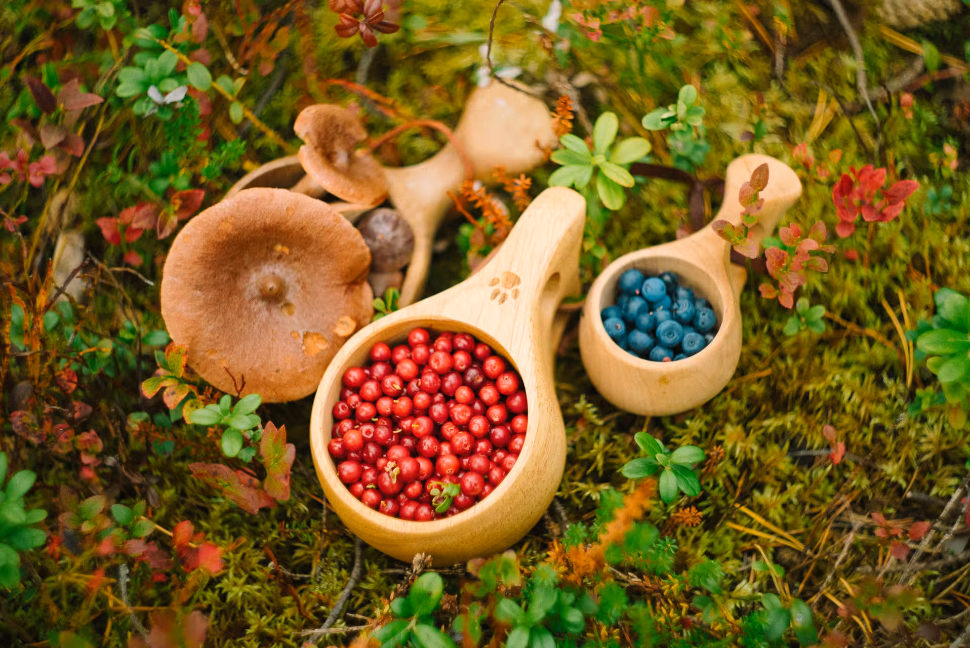 Close-up of vibrant red lingonberries and blueberries in wooden cups, surrounded by wild mushrooms in Lapland forest.