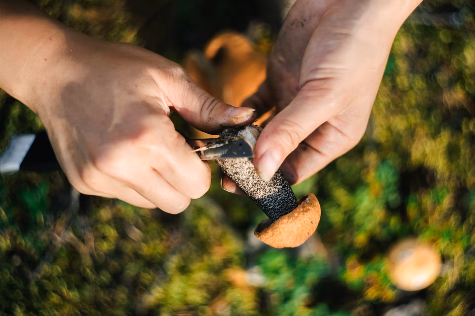 Close-up of hands carefully cleaning a wild mushroom in the Lapland forest foraging tour.