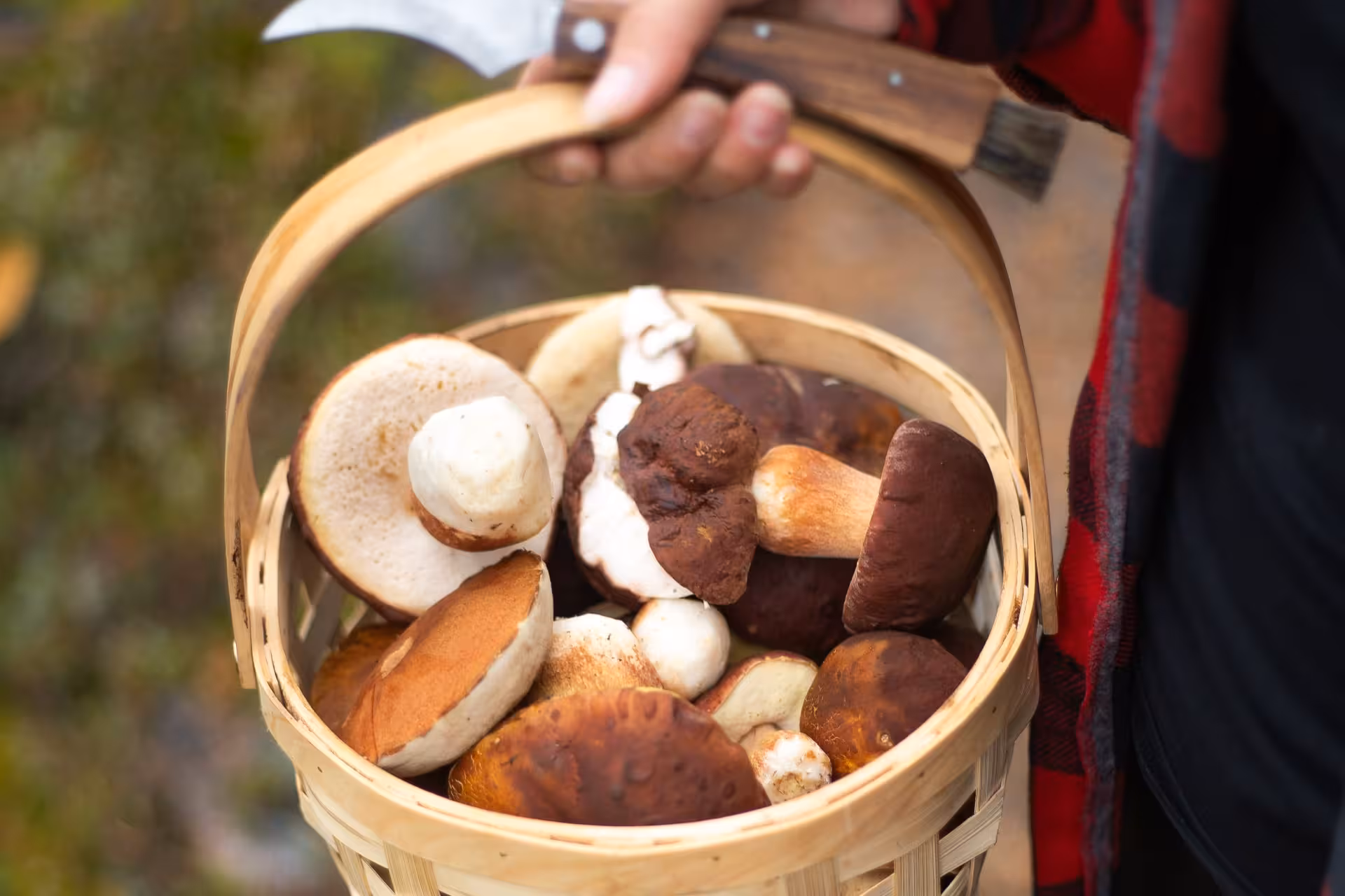 Basket filled with freshly picked wild mushrooms during a Lapland forest foraging experience.