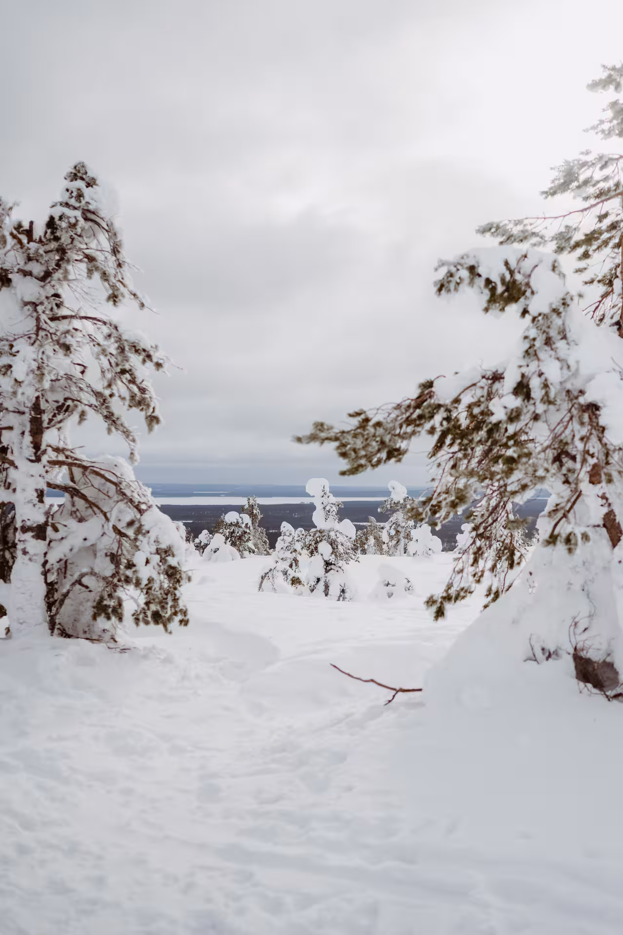 Snow-laden trees and a serene winter landscape in Lapland, perfect for a Lappish ice fishing and snowshoeing adventure.