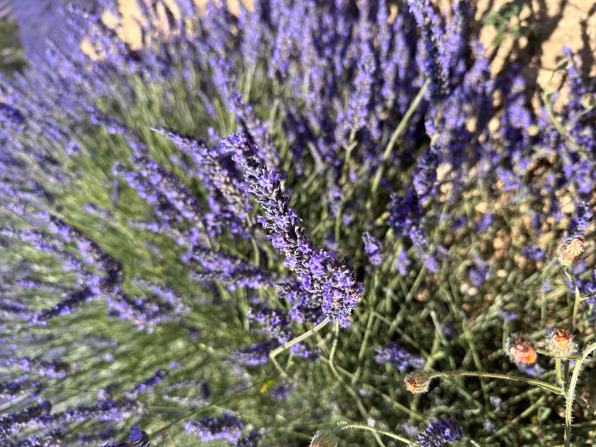 Close-up of blooming lavender sprigs in Provence, fragrant photo spot on a private lavender day trip