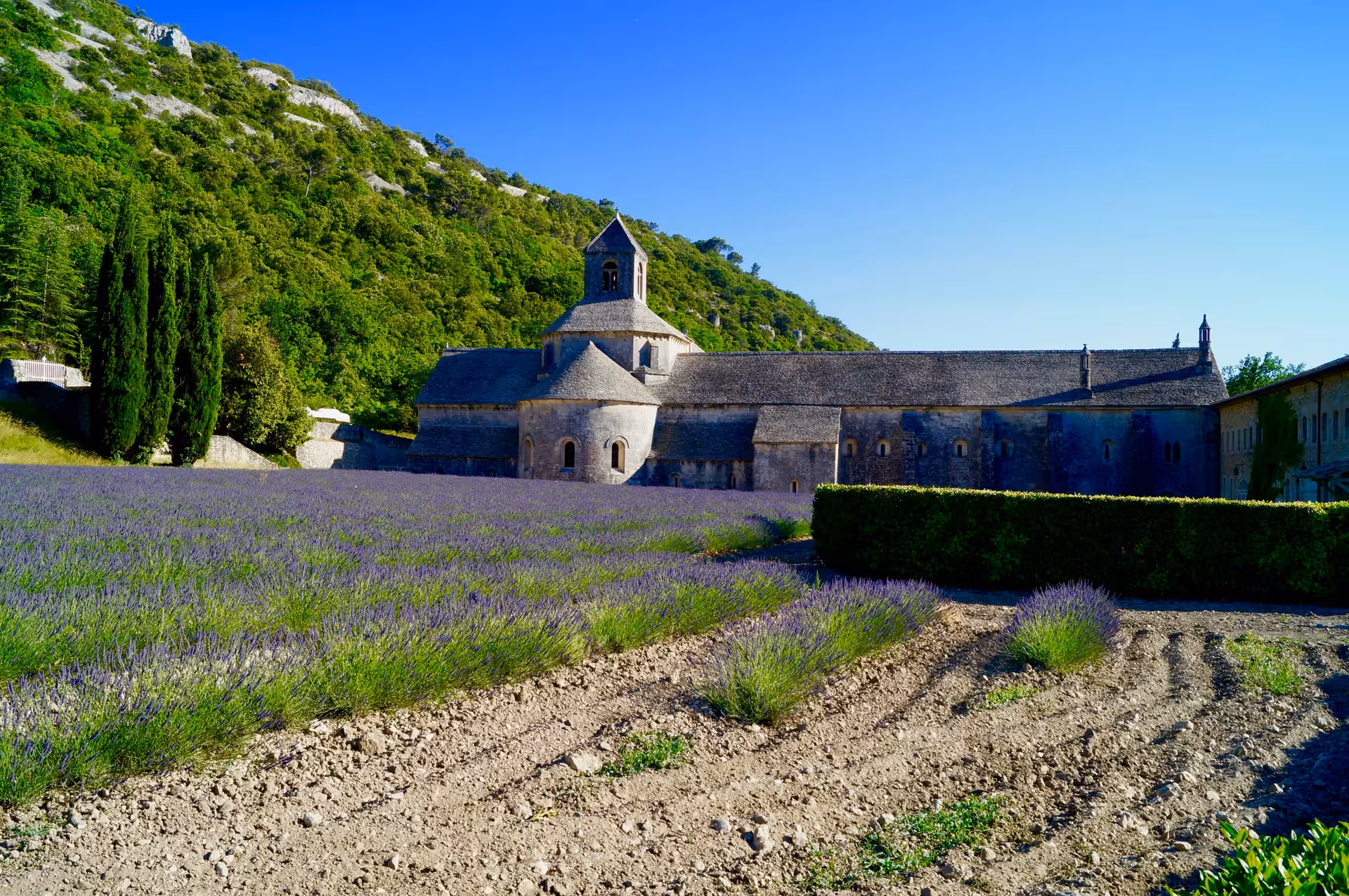 Lavender field tour in Provence beside a historic stone abbey, blooming rows framed by green hillside