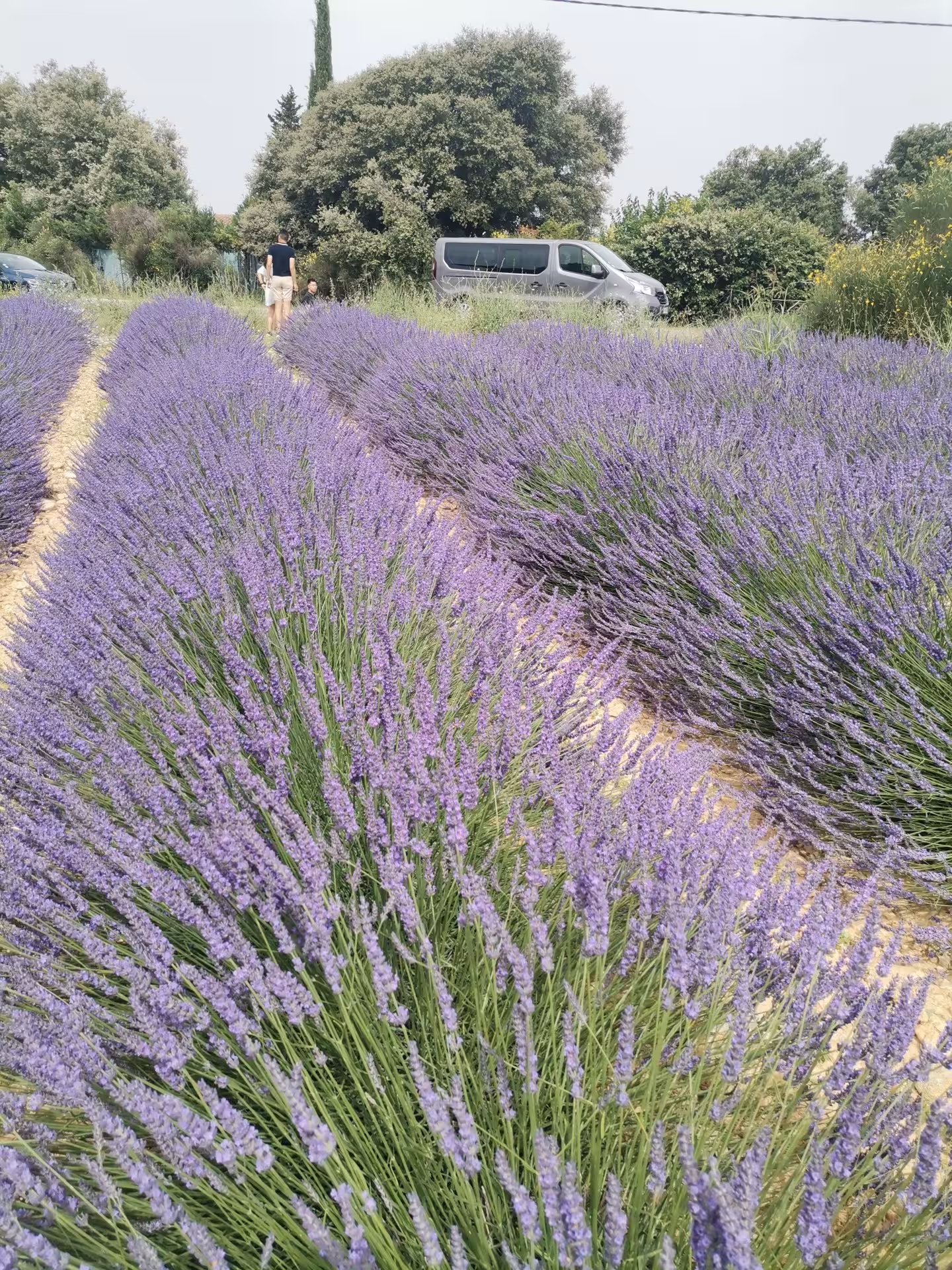 Rows of blooming lavender in Provence with visitors and van, perfect for a guided lavender field experience