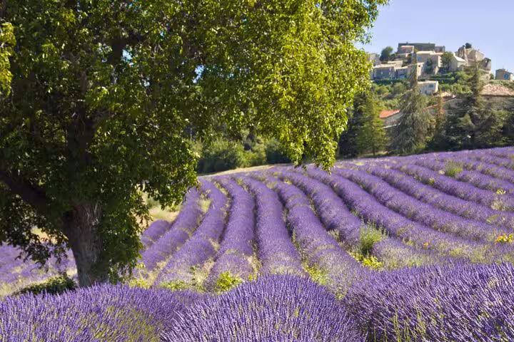 Purple lavender fields in rows with a large tree and hilltop village in Provence, France