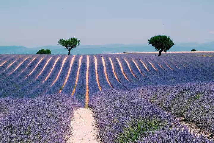 Purple lavender fields in rows with two green trees under a blue sky in Provence, France