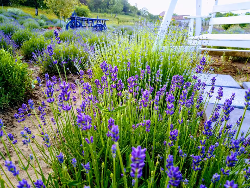 Purple lavender fields in bloom at a garden in Salaj, Romania, with a white bench nearby