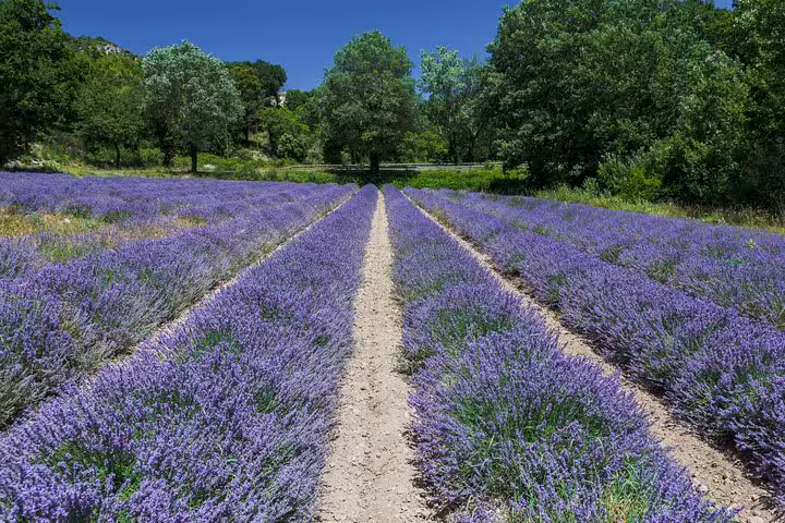 Rows of purple lavender fields under blue sky near Verdon Gorge, Provence, France