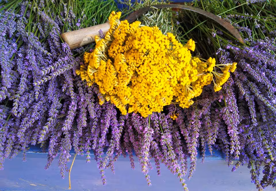 Bundles of purple lavender and yellow tansy wildflowers harvested in Salaj countryside, Romania
