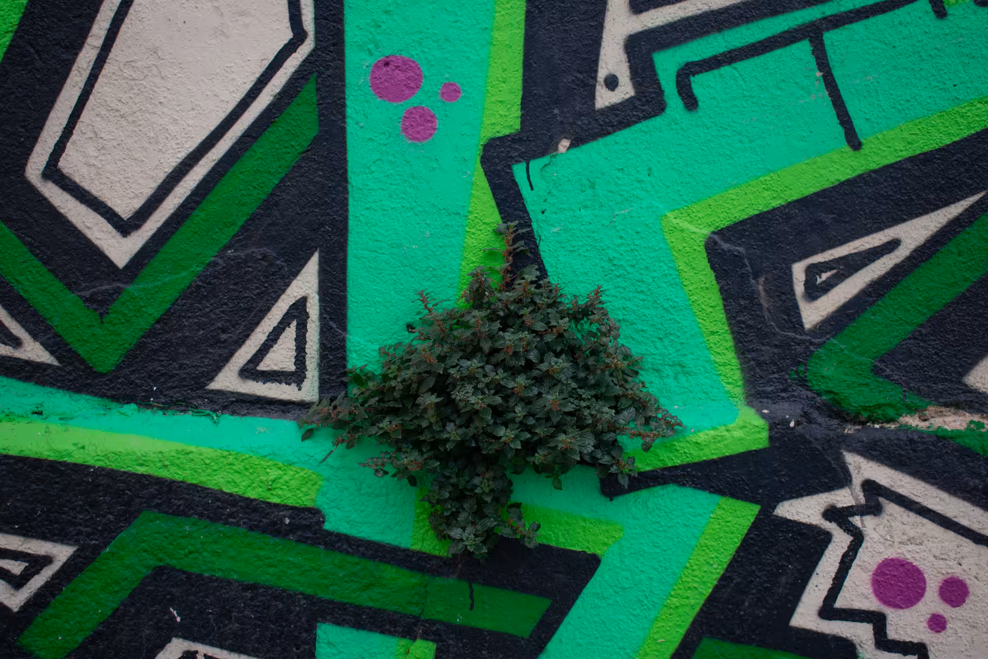 Close-up of green and black graffiti mural in Le Panier, Marseille, featured on the oldest district walking tour