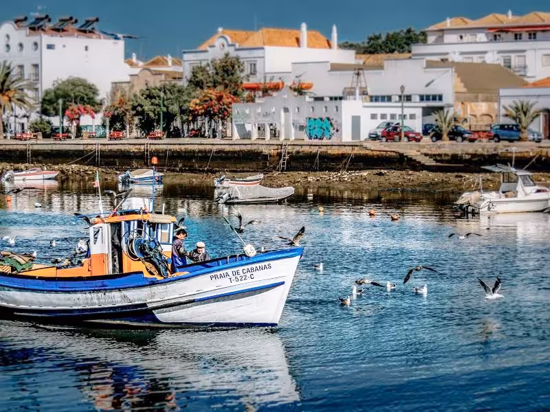 Colorful fishing boat and seabirds in a sunny Leeward Islands harbor, with whitewashed waterfront houses behind