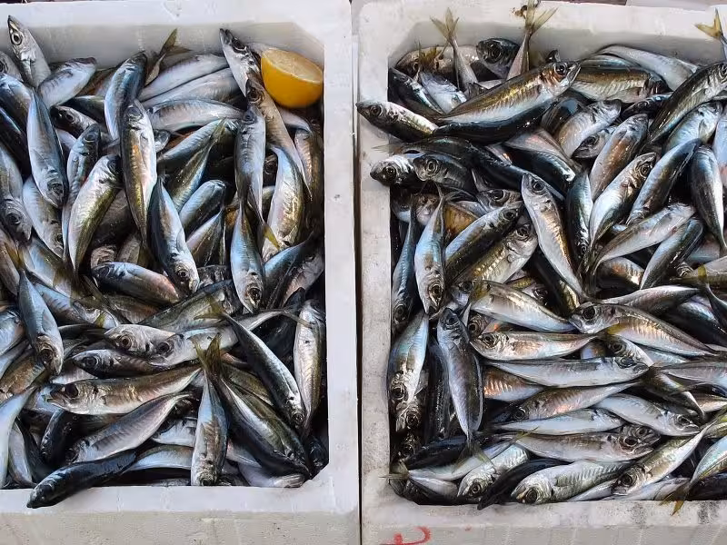 Freshly caught sardines piled in crates at Olhão fish market in Portugal’s Algarve, highlighting authentic Leeward Islands seafood