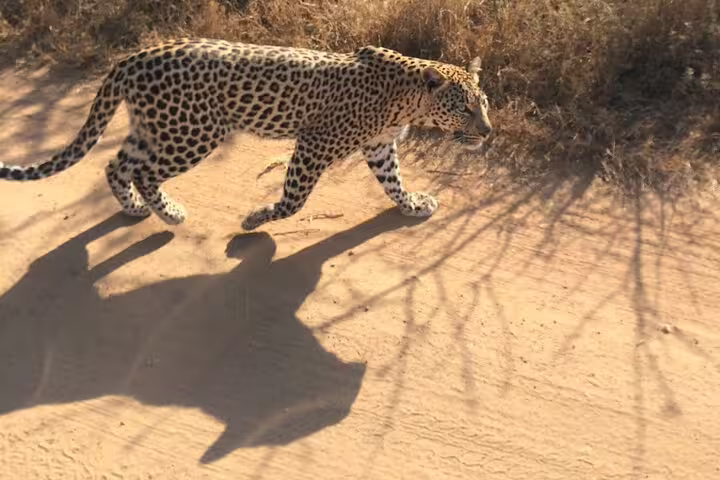 Leopard in Pilanesberg