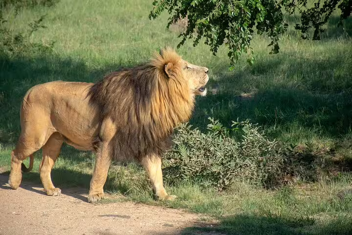 Lion Calling