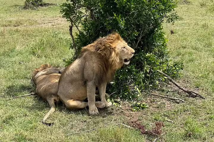 Majestic lion resting near a bush in Masai Mara on a 3-day safari adventure.