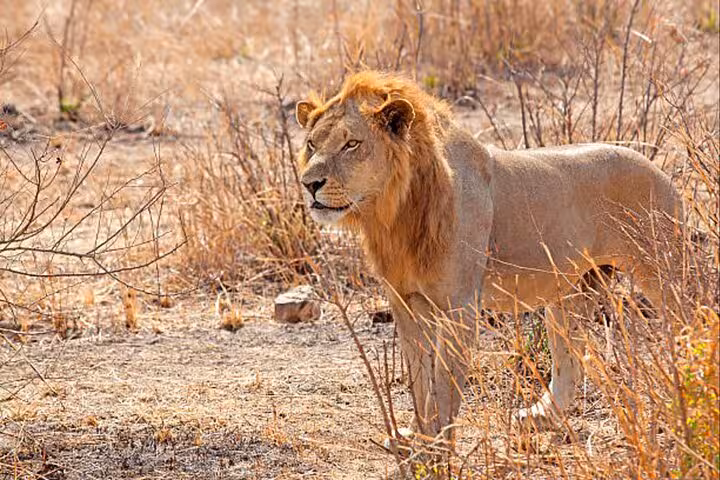 Majestic lion standing in the dry grasslands of Mikumi National Park, captured on a thrilling safari adventure.