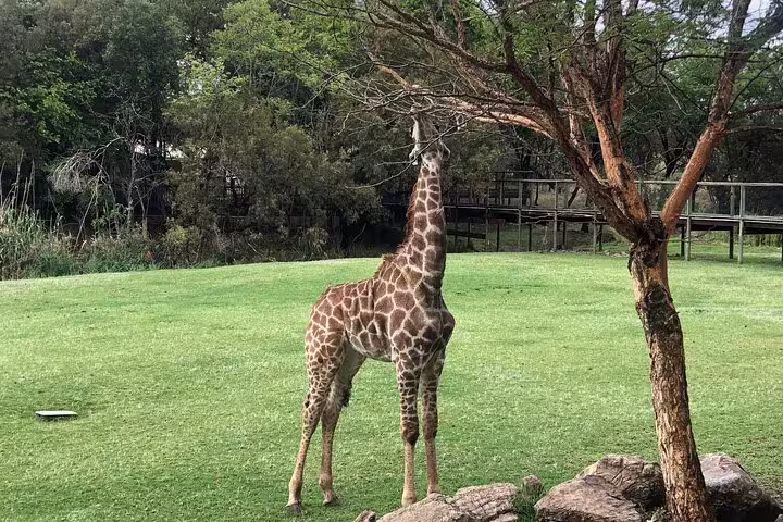 Young Giraffe