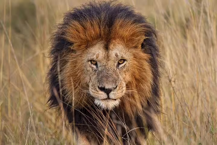 Lion Safari from Johannesburg