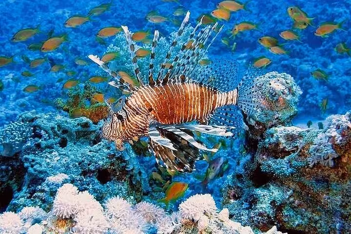Lionfish gliding over vibrant coral reef, seen on a semi submarine glass-bottom sea tour adventure