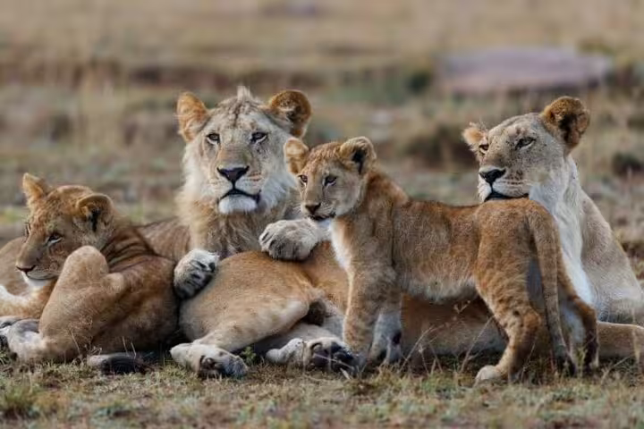 Pride of lions resting in the Masai Mara grasslands, showcasing wildlife encounters on a 3-day jeep safari.