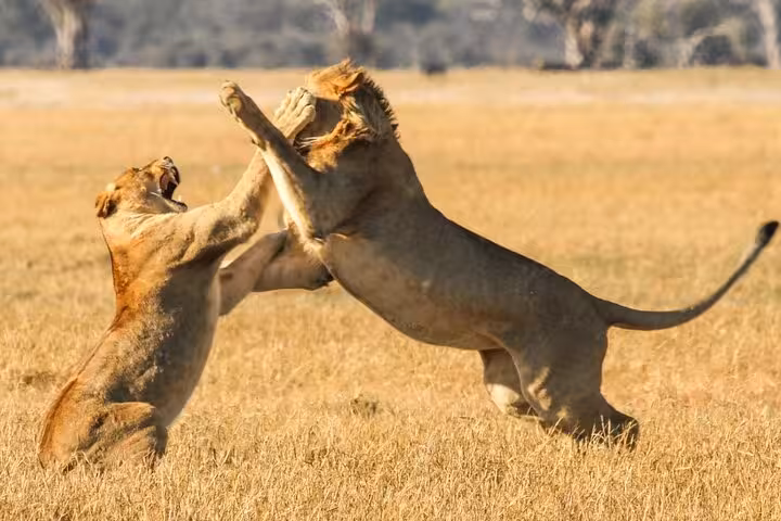 Two playful lions engage in a lively battle at Aquila Big5 Private Game Reserve, showcasing wildlife on safari.