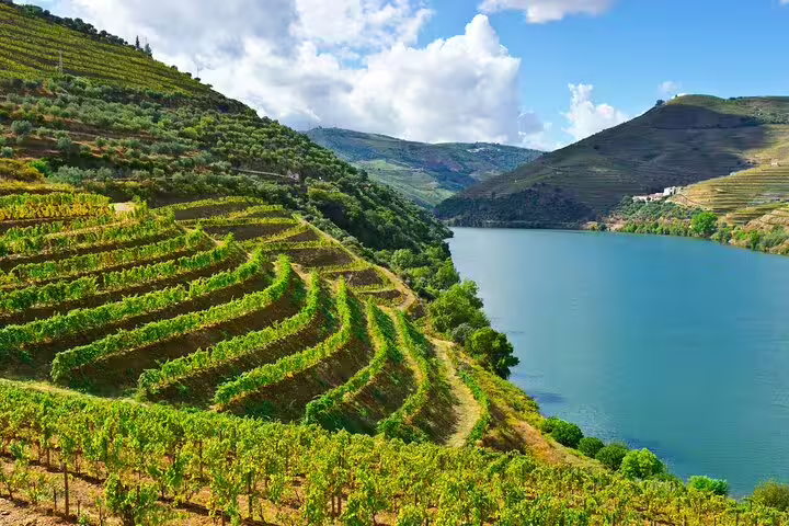 Scenic view of lush terraced vineyards along the Douro River, capturing the beauty of the Lisbon to Douro Valley private journey.