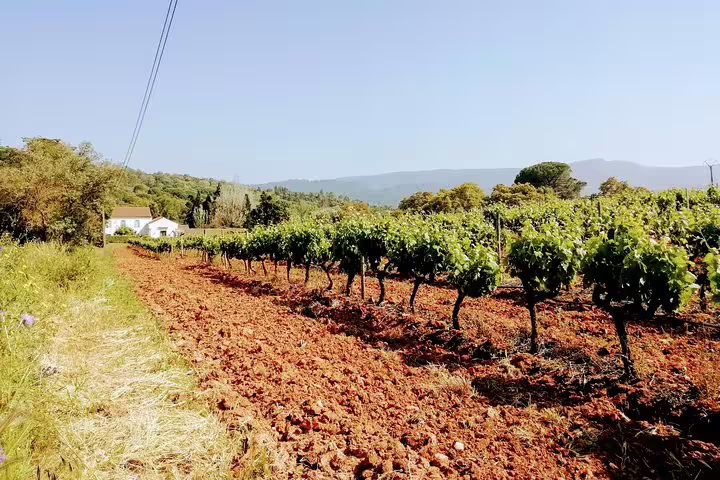 Vibrant vineyard landscape in Lisbon's south, showcasing lush grapevines under a clear sky, perfect for wine tours.