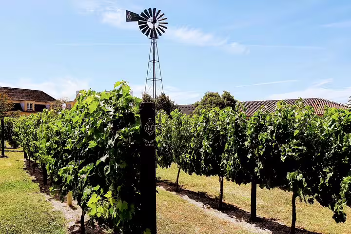 Lush vineyard under a clear sky with a windmill in Lisbon's scenic south, perfect for wine enthusiasts on a private tour.