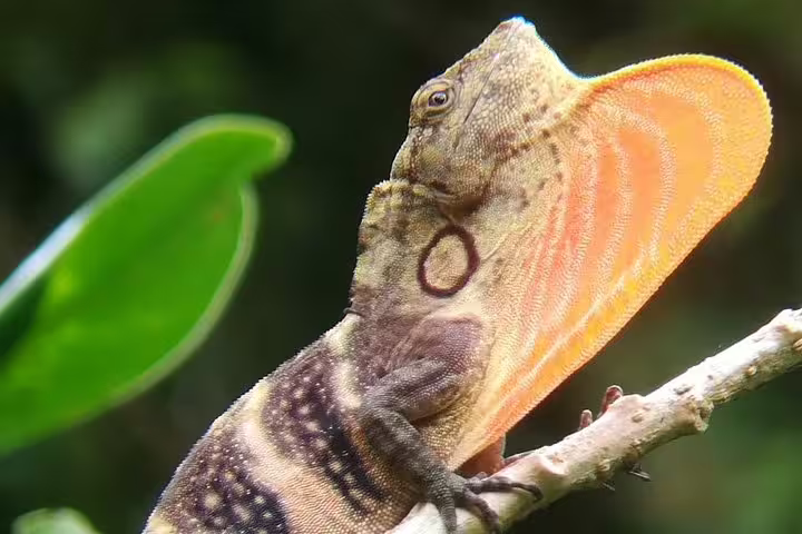 A lizard displaying its vibrant orange dewlap on a branch in the Curi-Cancha Cloud Forest tour.