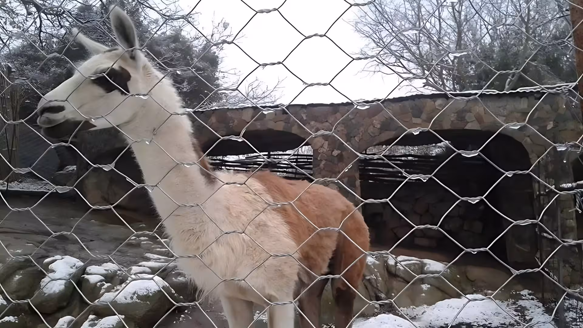 Llama behind a fence on a snowy Burgos farm, highlighting unique animal encounters during a farm visit.