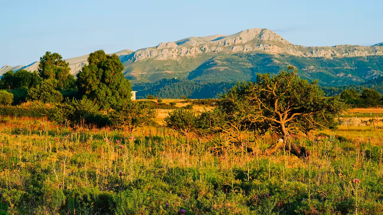 Golden fields and wildflowers at sunset with rugged Montalbo mountains in the background near Lodè trekking trail in Sardinia