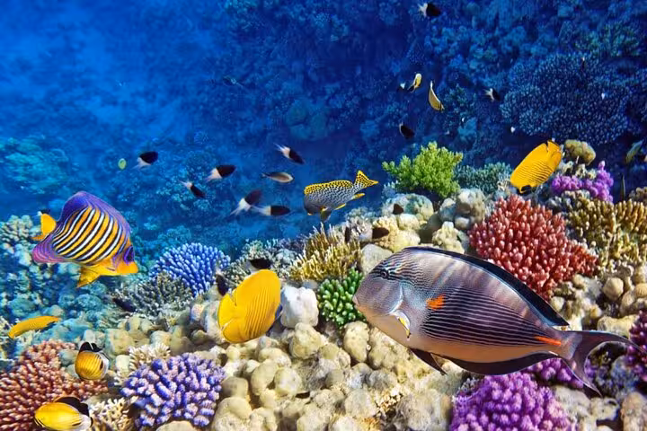Colorful Red Sea coral reef with tropical fish, ideal snorkeling scene on Lovely Island Hurghada tour