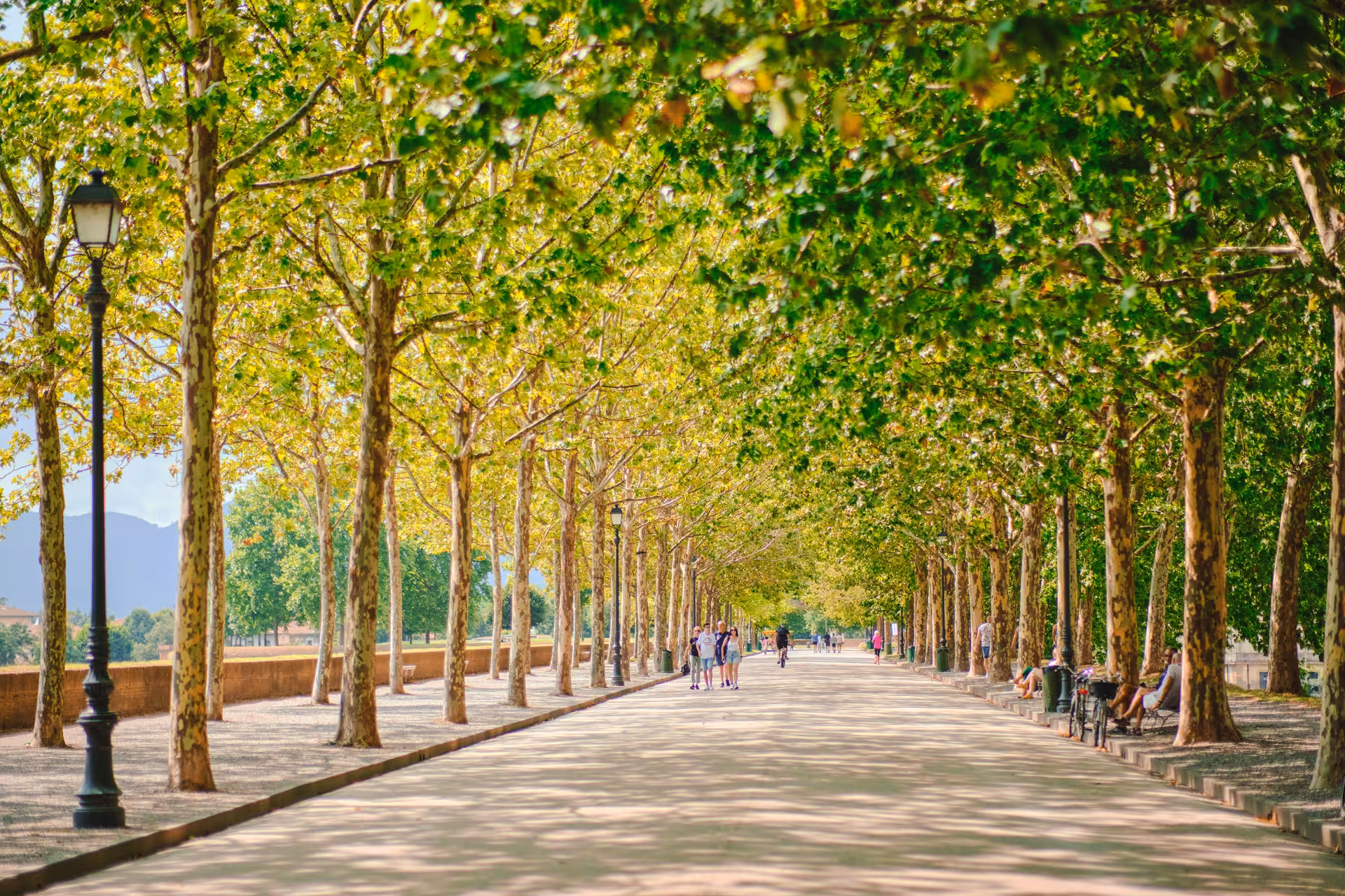 Scenic tree-lined avenue in Lucca, Italy, ideal for a leisurely stroll on a Pisa and Lucca tour from Florence.