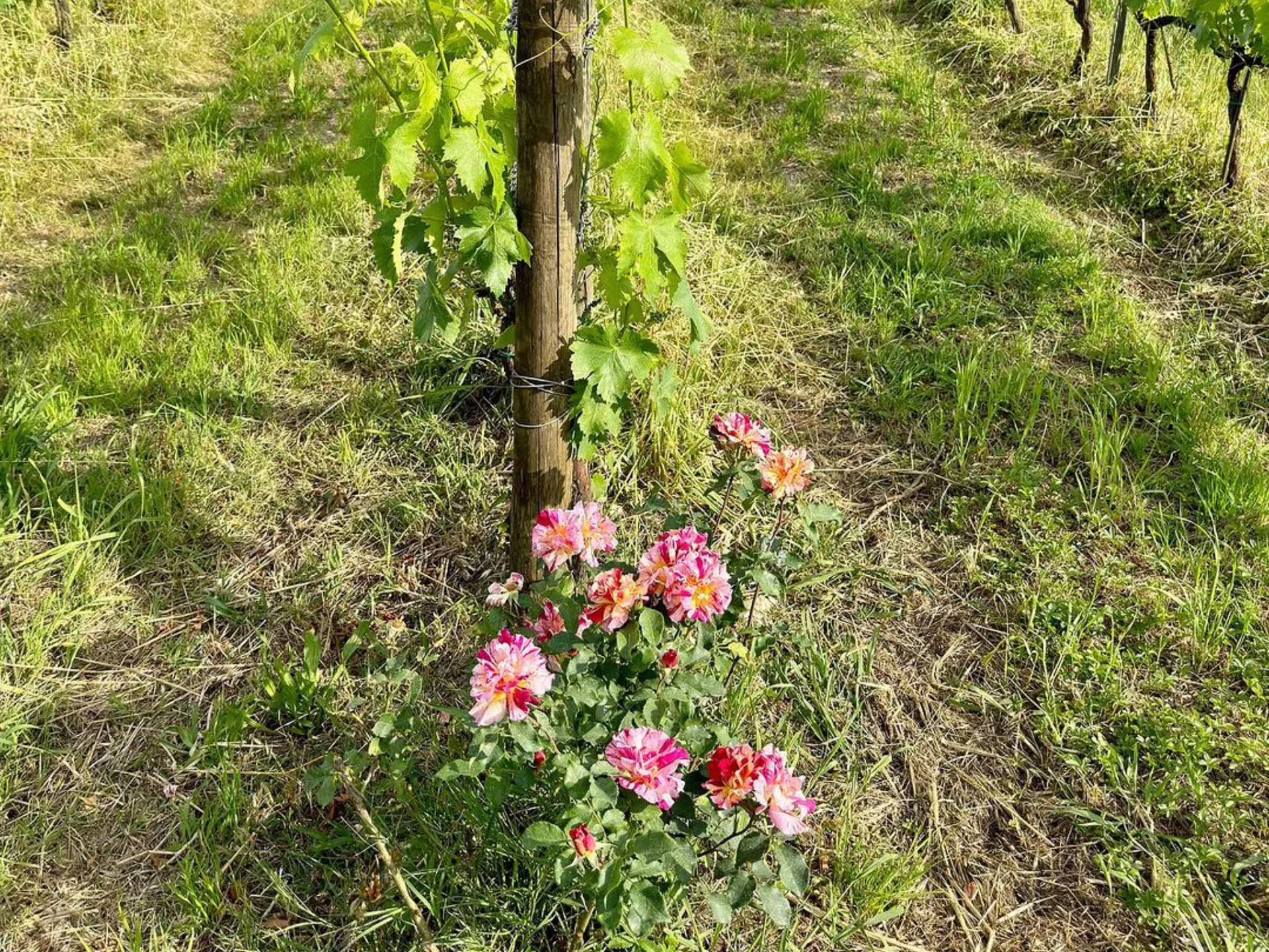 Close-up of vibrant flowers amidst grapevines in a Lucca vineyard, highlighting organic and biodynamic cultivation.