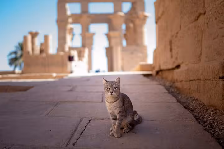 Temple cat sitting on stone walkway at Luxor ruins, highlight of 2-day Hurghada tour with hotel stay