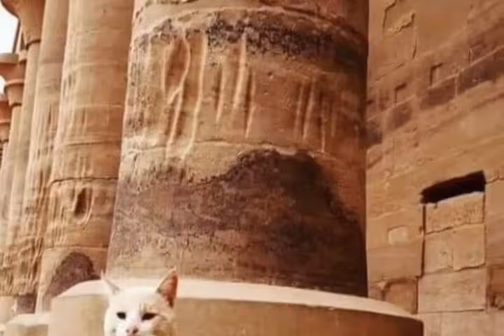Temple columns in Luxor on private 3-day Cairo to Luxor and Aswan tour with domestic flights