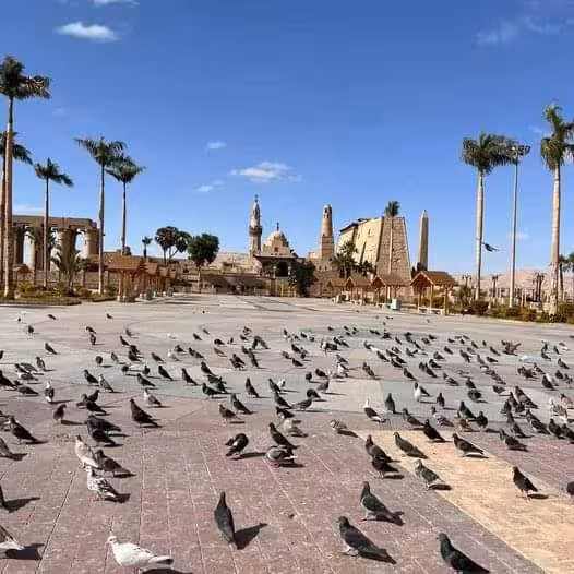 Flock of pigeons in front of Luxor Temple with palm trees under a bright blue sky, perfect for cultural tours.