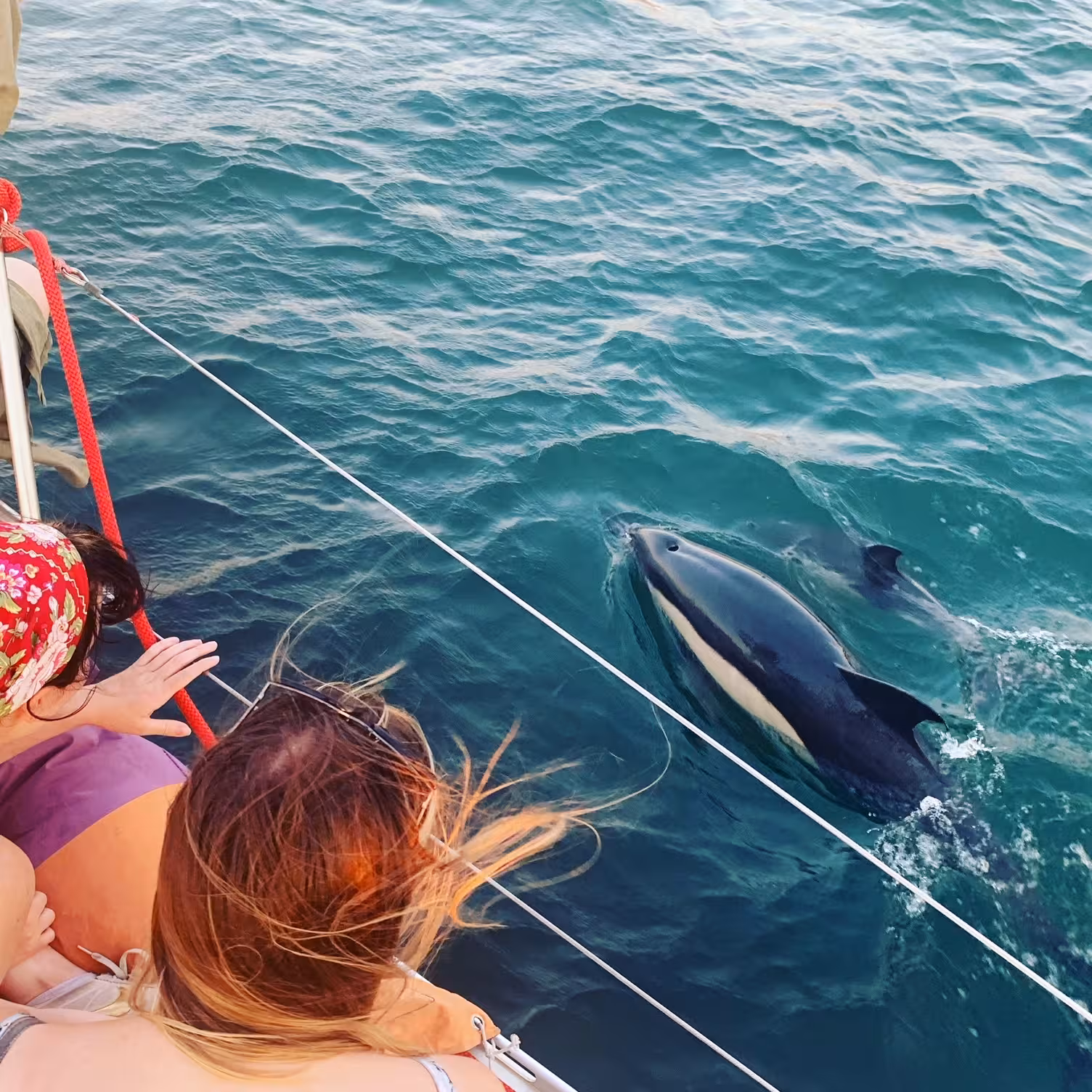 Guests spot dolphins swimming beside the boat in clear water on the Fun & Swim sailing trip