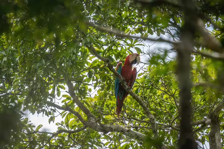 Vibrant macaw perched on a branch amidst lush Amazon jungle foliage, showcasing the region's rich biodiversity.