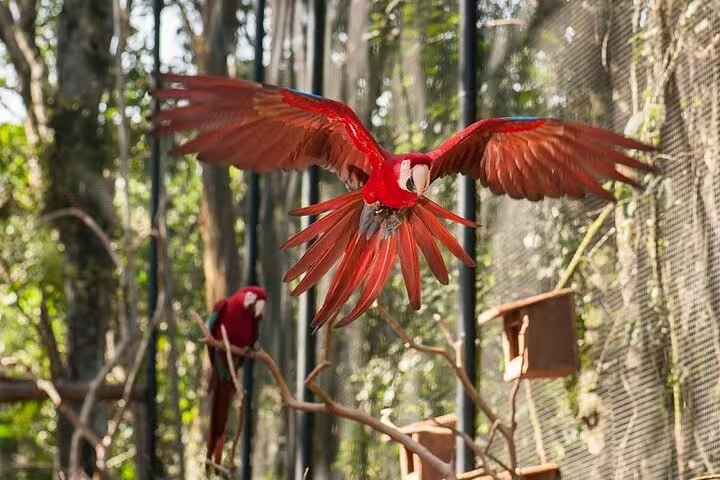 Vibrant red macaw in flight at the Bird Park in Foz de Iguaçu, showcasing the region's rich wildlife and natural beauty.