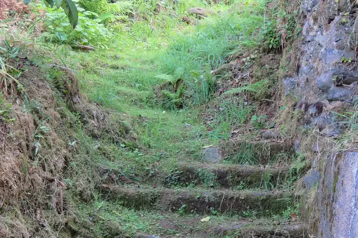 Lush green path with stone steps in Madeira's scenic landscape, perfect for a thrilling full-day private 4x4 adventure.