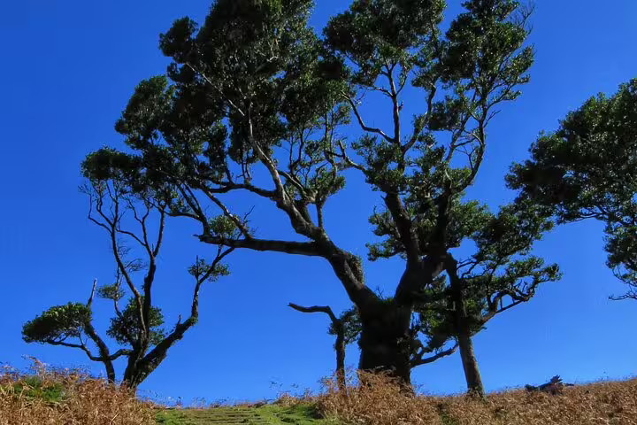 Majestic laurel tree under clear blue skies on a 4x4 adventure tour exploring Madeira's lush northwest frontiers.
