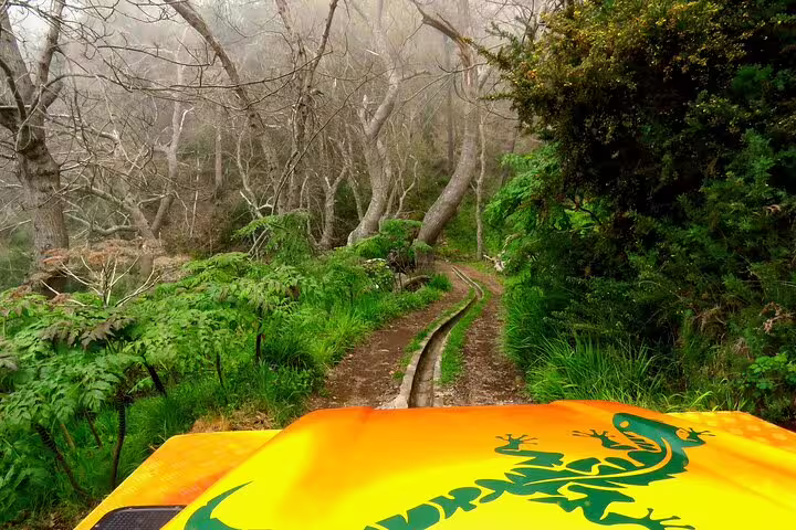 Explore Madeira's lush landscapes on a thrilling 4x4 adventure through vibrant vineyards and scenic forest trails.