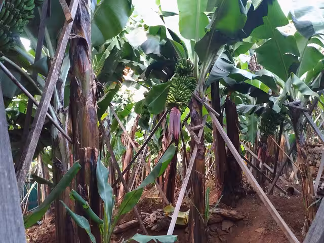 Lush banana plantation with ripening green banana clusters on a Madeira Island green agriculture farm tour